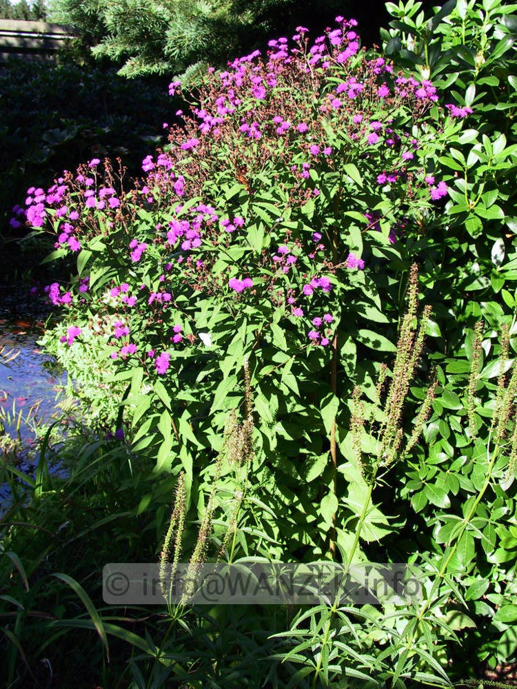 Vernonia crinita 03.jpg